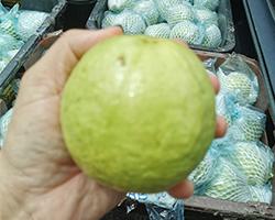 Guava